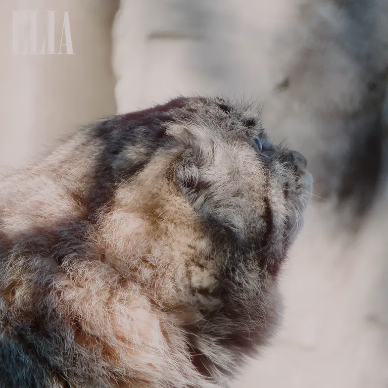A photograph of Olaf in Calgary Zoo / Wilder Institute