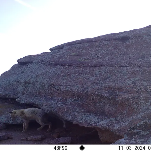 A photograph of Red fox from Bektauata 1 camera trap