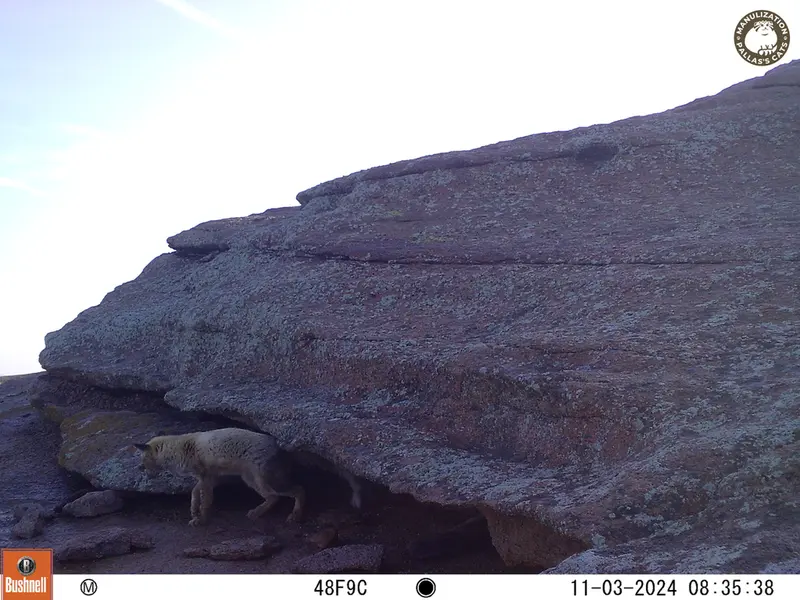 A photograph of Red fox from Bektauata 1 camera trap
