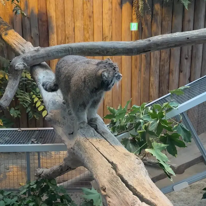 A photograph of a Pallas's cat in Kobe Animal Kingdom