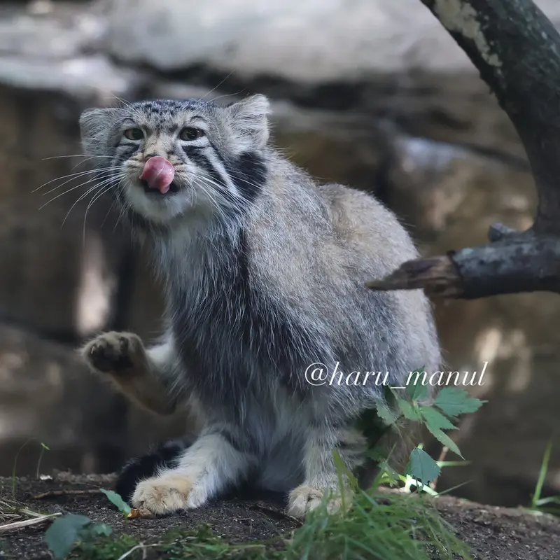 A photograph of Nagomu in Nasu Animal Kingdom