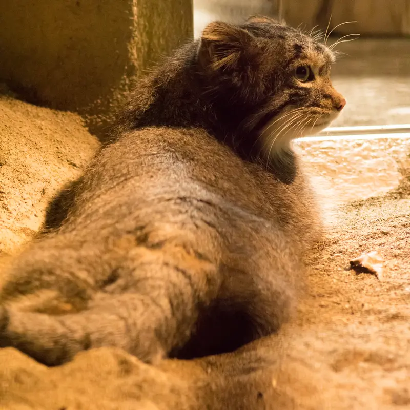 A photograph of Figa in Nogeyama Zoo