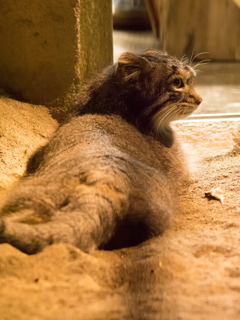 A photograph of Figa in Nogeyama Zoo