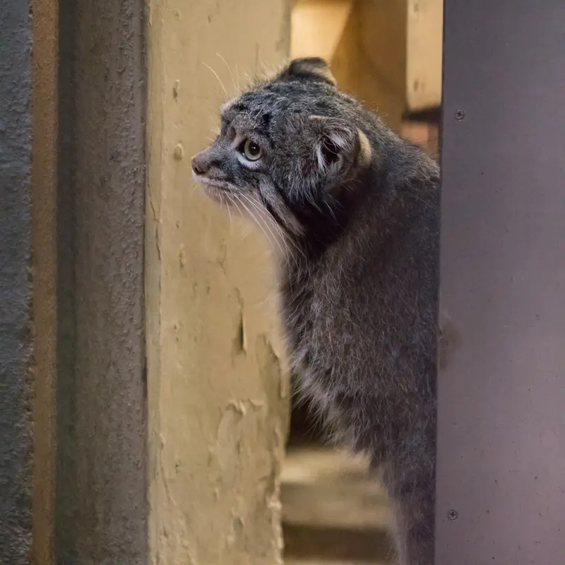 A photograph of Figa in Nogeyama Zoo