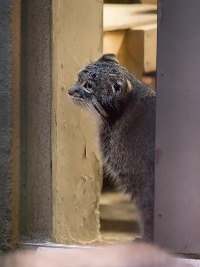 A photograph of Figa in Nogeyama Zoo