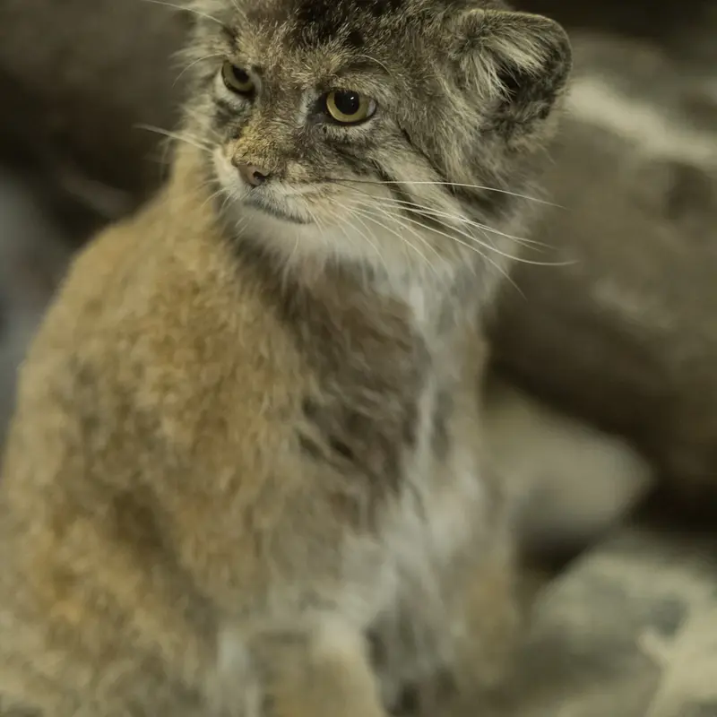 A photograph of Primula in Ueno Zoological Gardens