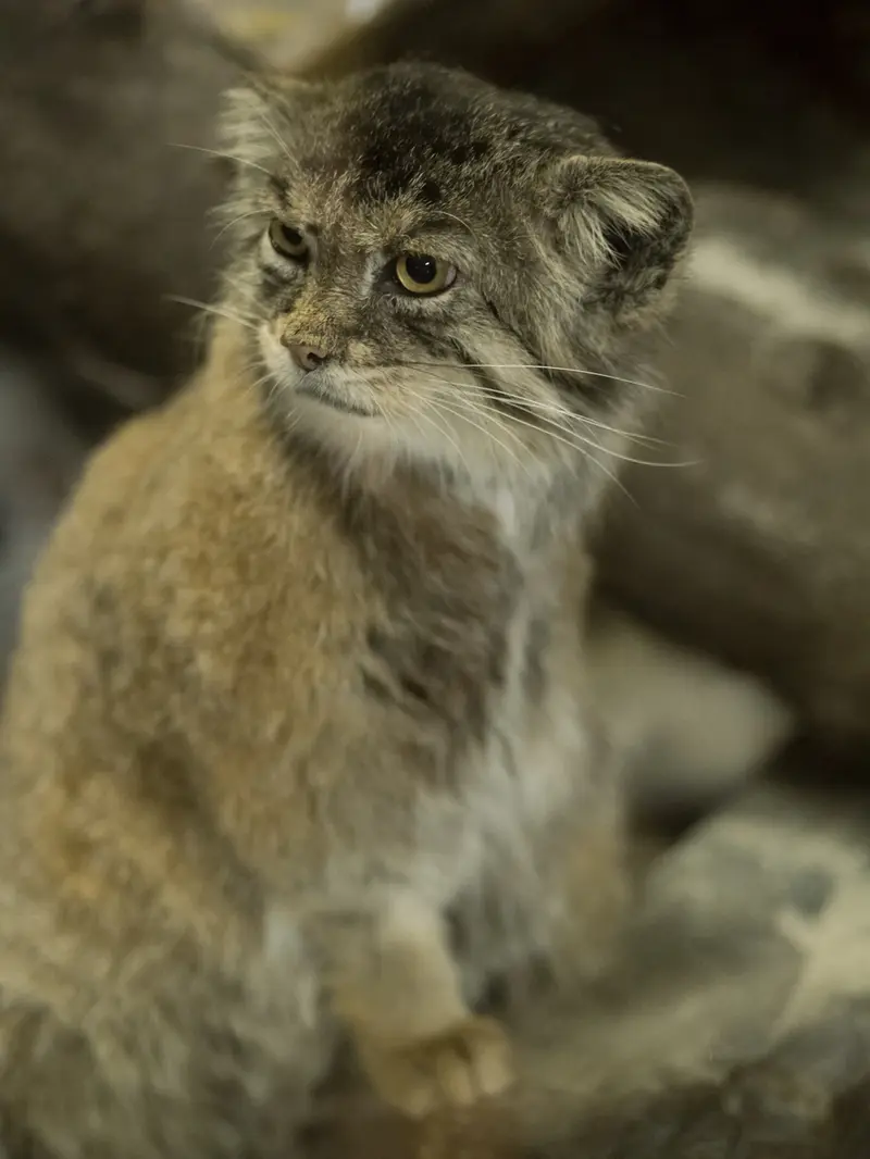 A photograph of Primula in Ueno Zoological Gardens