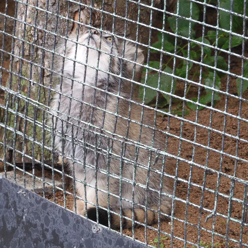 A photograph of a Pallas's cat
