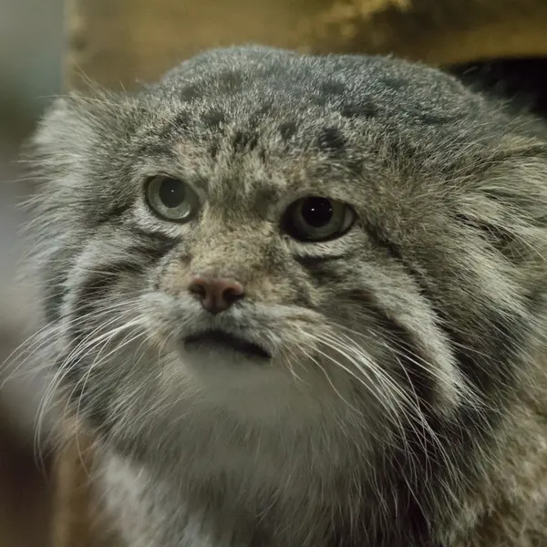A photograph of Klyon in Ueno Zoological Gardens