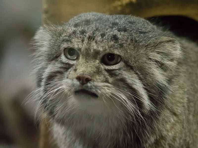A photograph of Klyon in Ueno Zoological Gardens