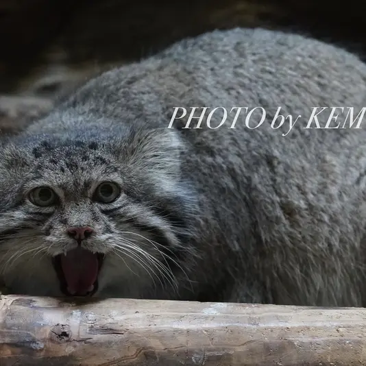 A photograph of Klyon in Ueno Zoological Gardens