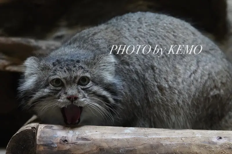 A photograph of Klyon in Ueno Zoological Gardens