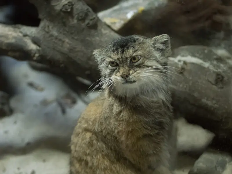 A photograph of Primula in Ueno Zoological Gardens