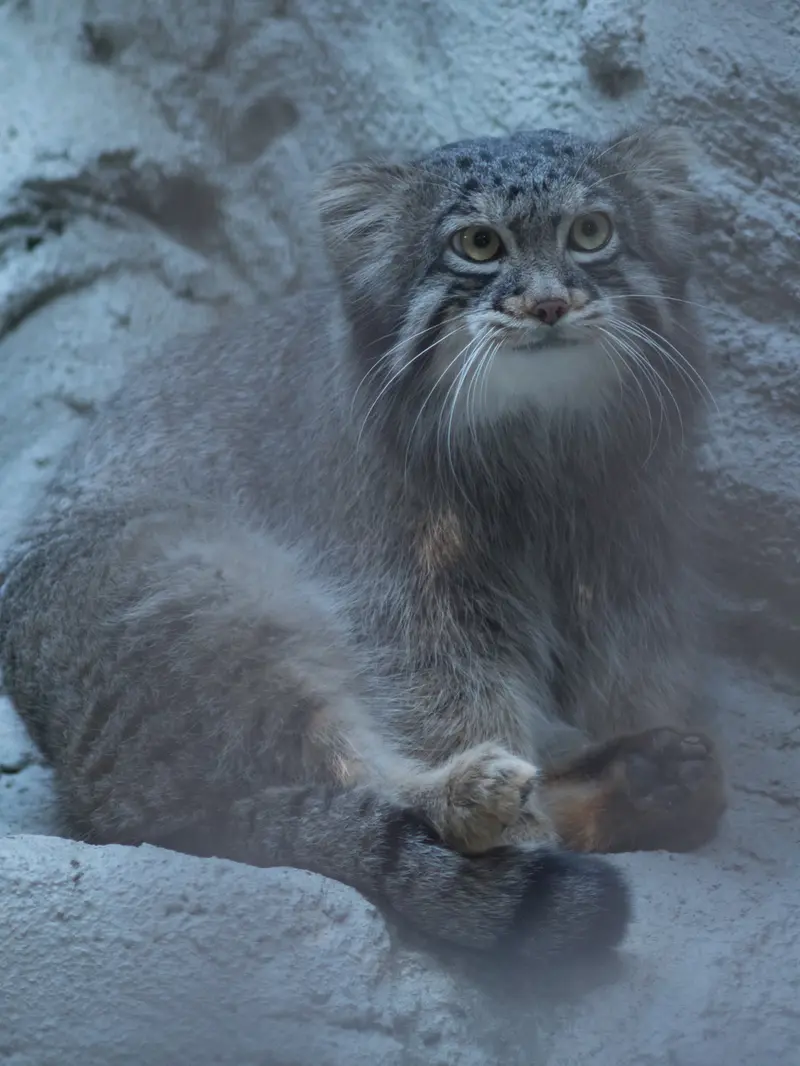 A photograph of Figa in Nogeyama Zoo
