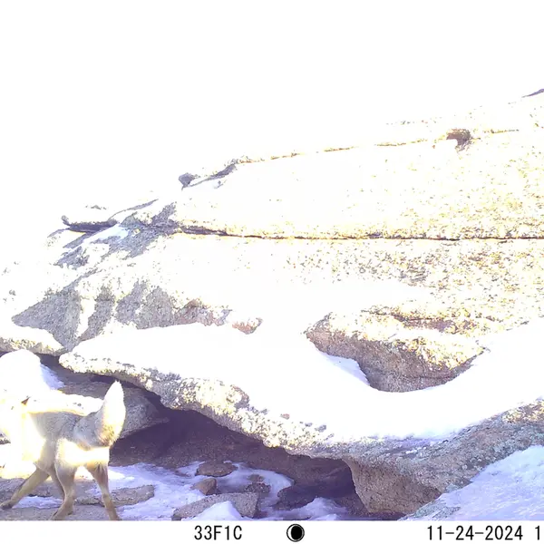 A photograph of Red fox from Bektauata 1 camera trap