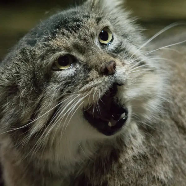 A photograph of Primula in Ueno Zoological Gardens