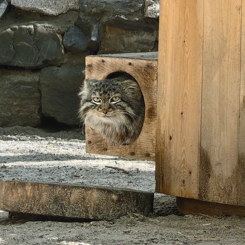 A photograph of Leon in Novosibirsk Zoo