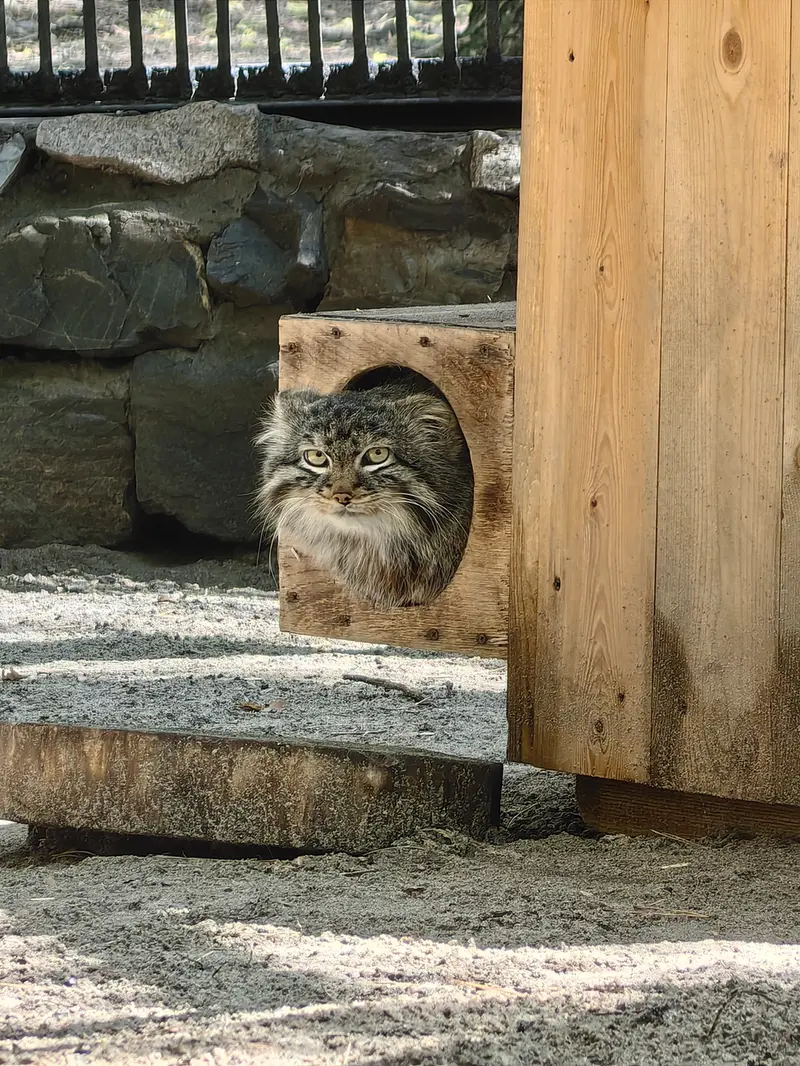 A photograph of Leon in Novosibirsk Zoo