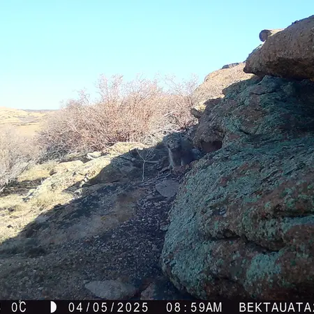 A photograph of Otocolobus manul manul from Bektauata 2 camera trap