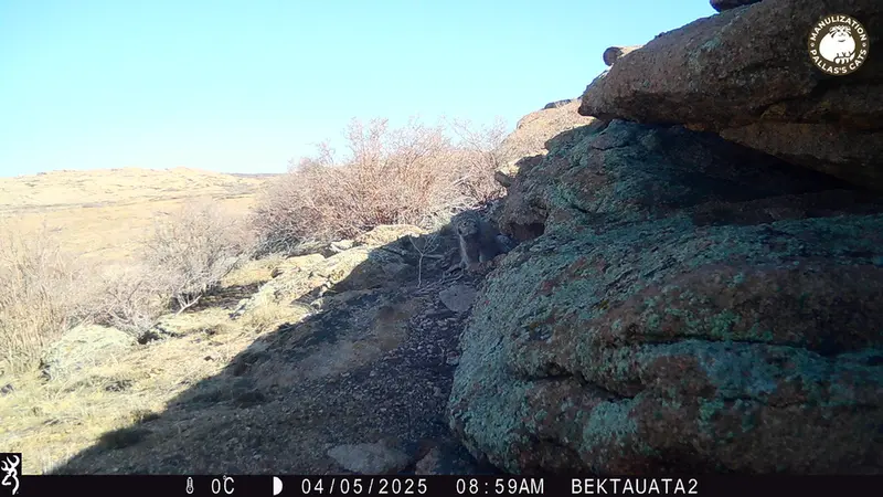 A photograph of Otocolobus manul manul from Bektauata 2 camera trap