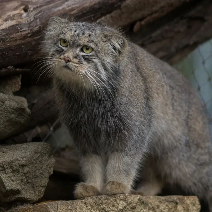 A photograph of a Pallas's cat in Jihlava Zoo