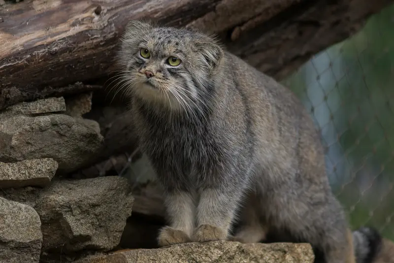 A photograph of a Pallas's cat in Jihlava Zoo