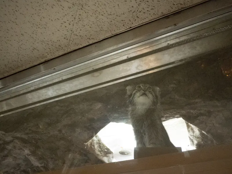 A photograph of Klyon in Ueno Zoological Gardens