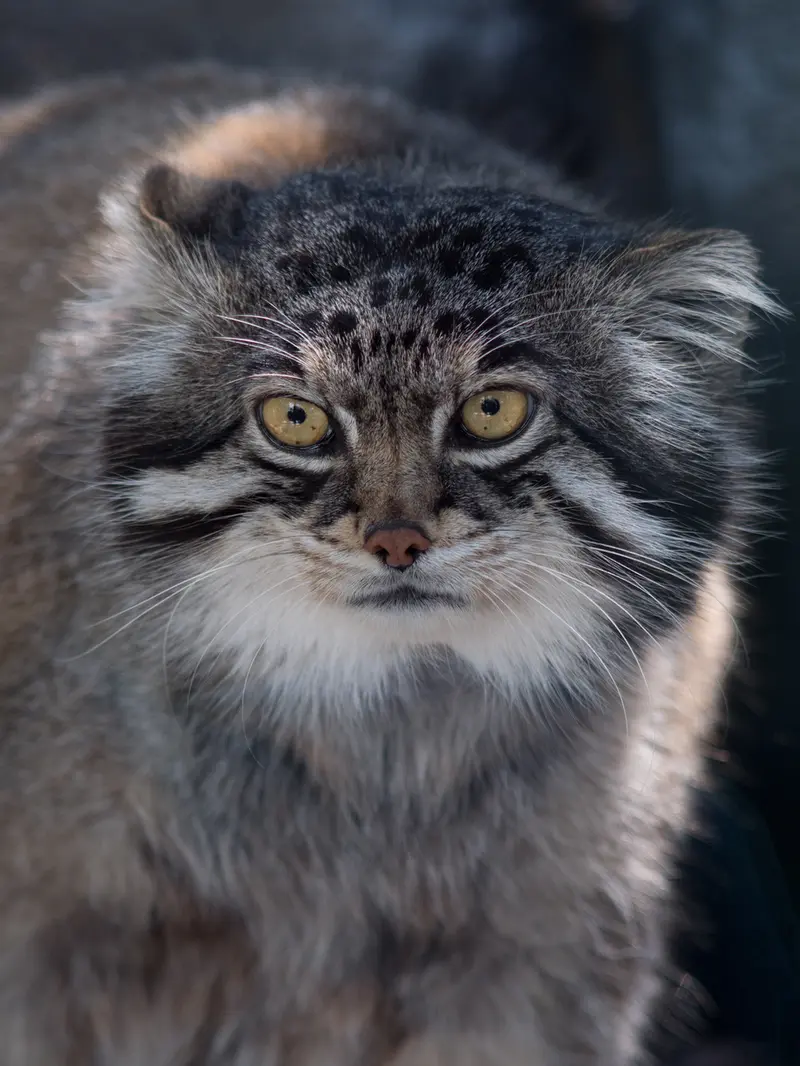 A photograph of Grusha in Asahiyama Zoo