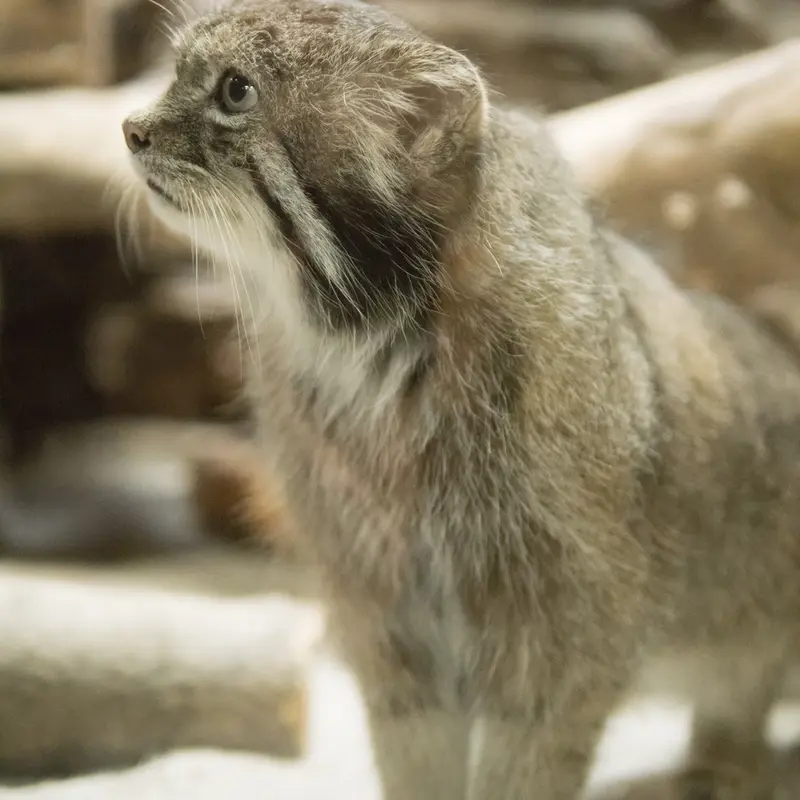 A photograph of Klyon in Ueno Zoological Gardens