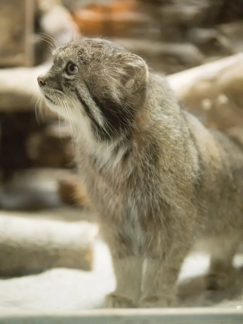 A photograph of Klyon in Ueno Zoological Gardens