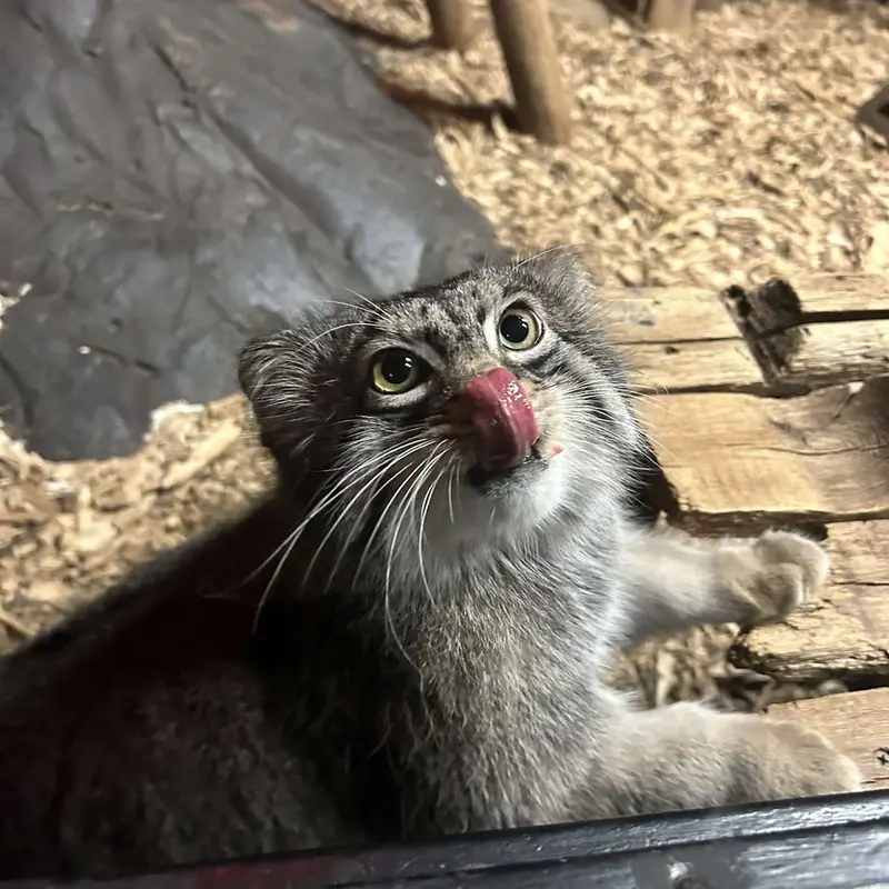 A photograph of Pabu in Lake Superior Zoo