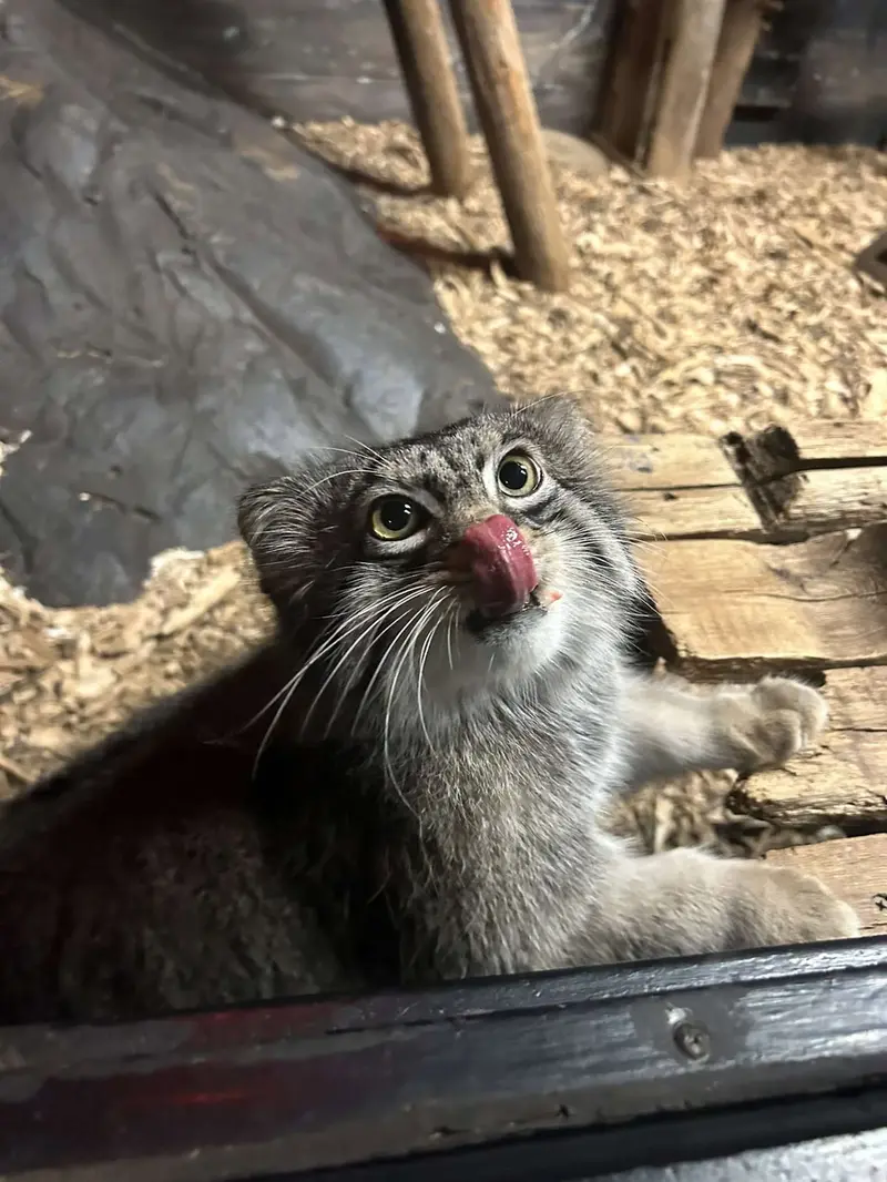 A photograph of Pabu in Lake Superior Zoo