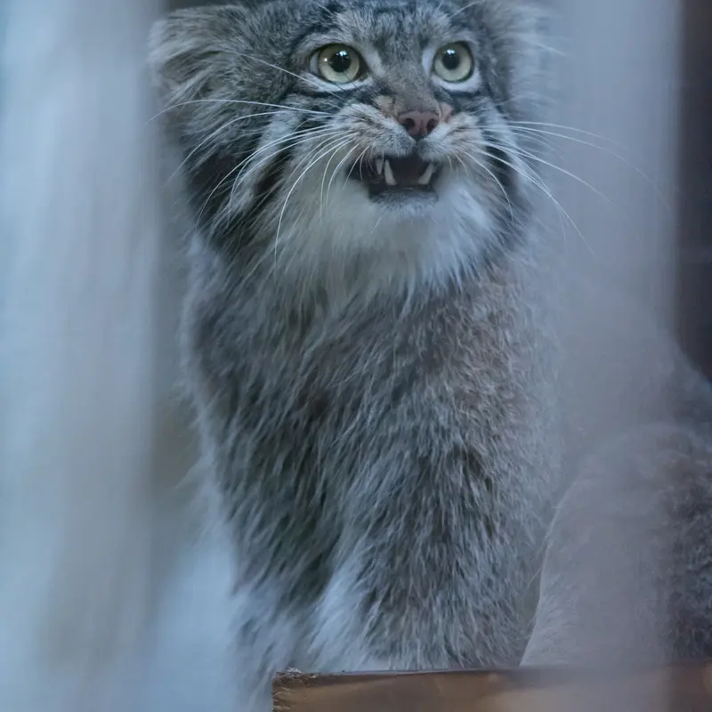 A photograph of Figa in Nogeyama Zoo