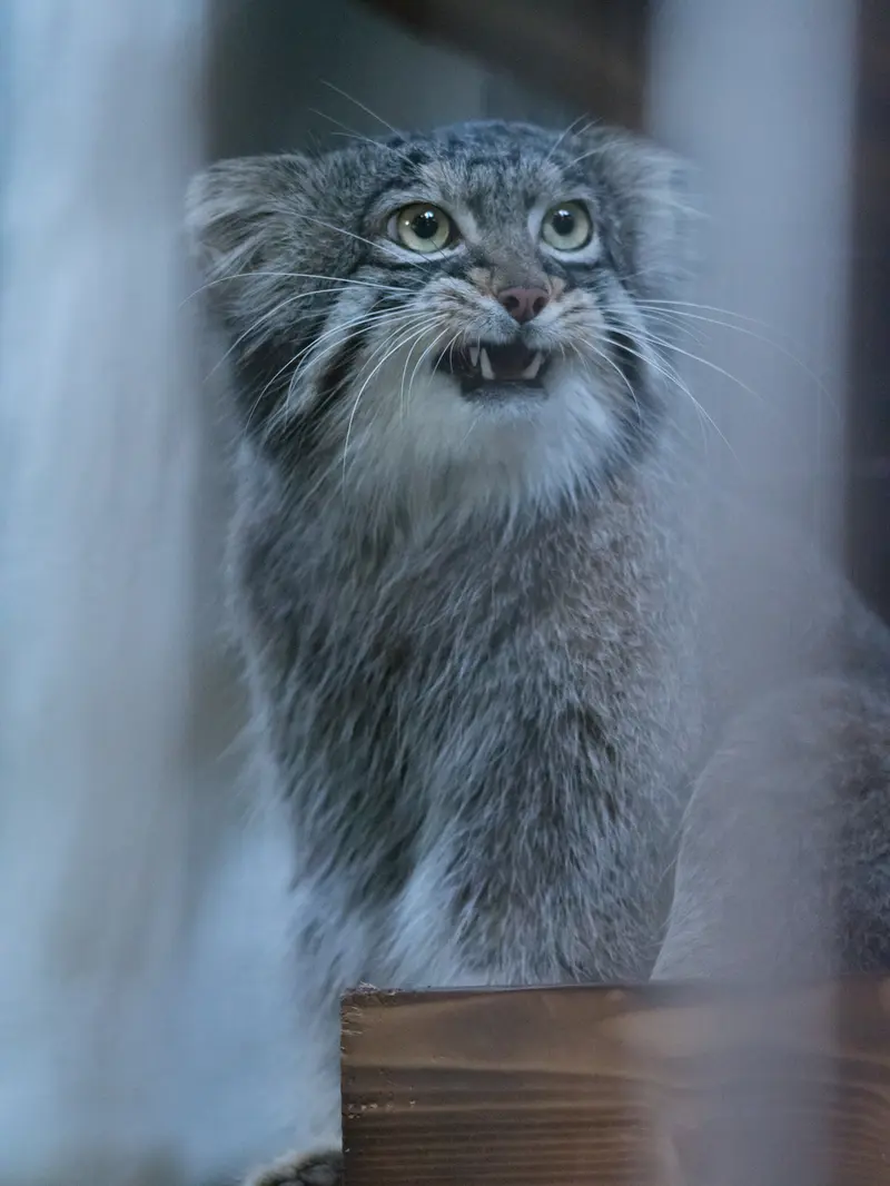 A photograph of Figa in Nogeyama Zoo