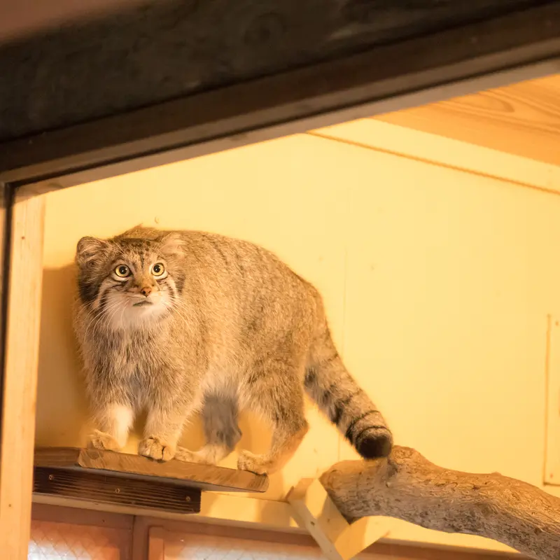 A photograph of Oto in Saitama Children's Zoo