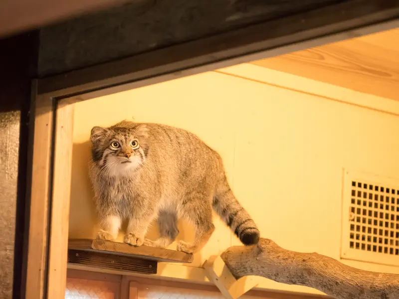 A photograph of Oto in Saitama Children's Zoo