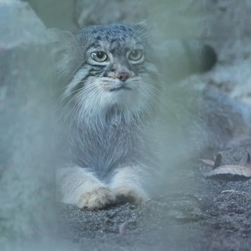 A photograph of Figa in Nogeyama Zoo