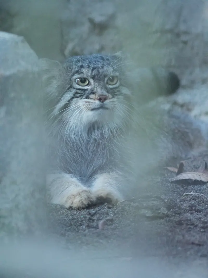 A photograph of Figa in Nogeyama Zoo