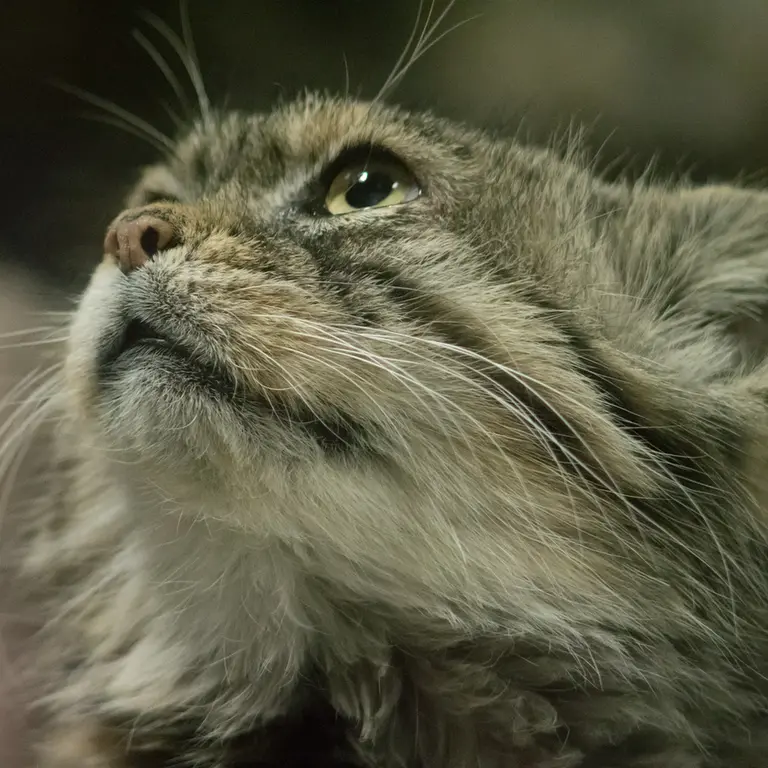 A photograph of Primula in Ueno Zoological Gardens