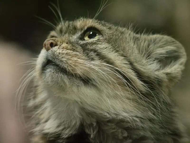 A photograph of Primula in Ueno Zoological Gardens