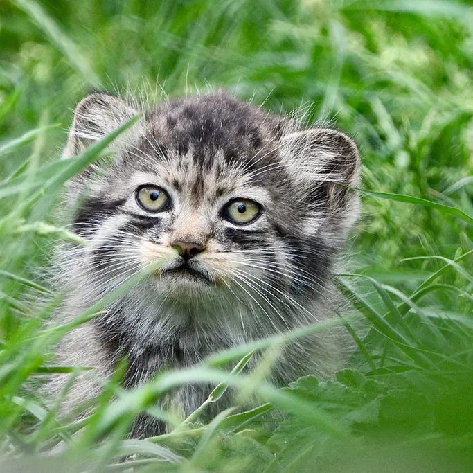 A photograph of a Pallas's cat in Port Lympne Wild Animal Park