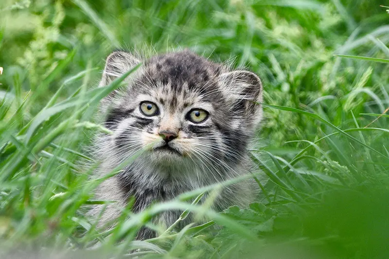 A photograph of a Pallas's cat in Port Lympne Wild Animal Park