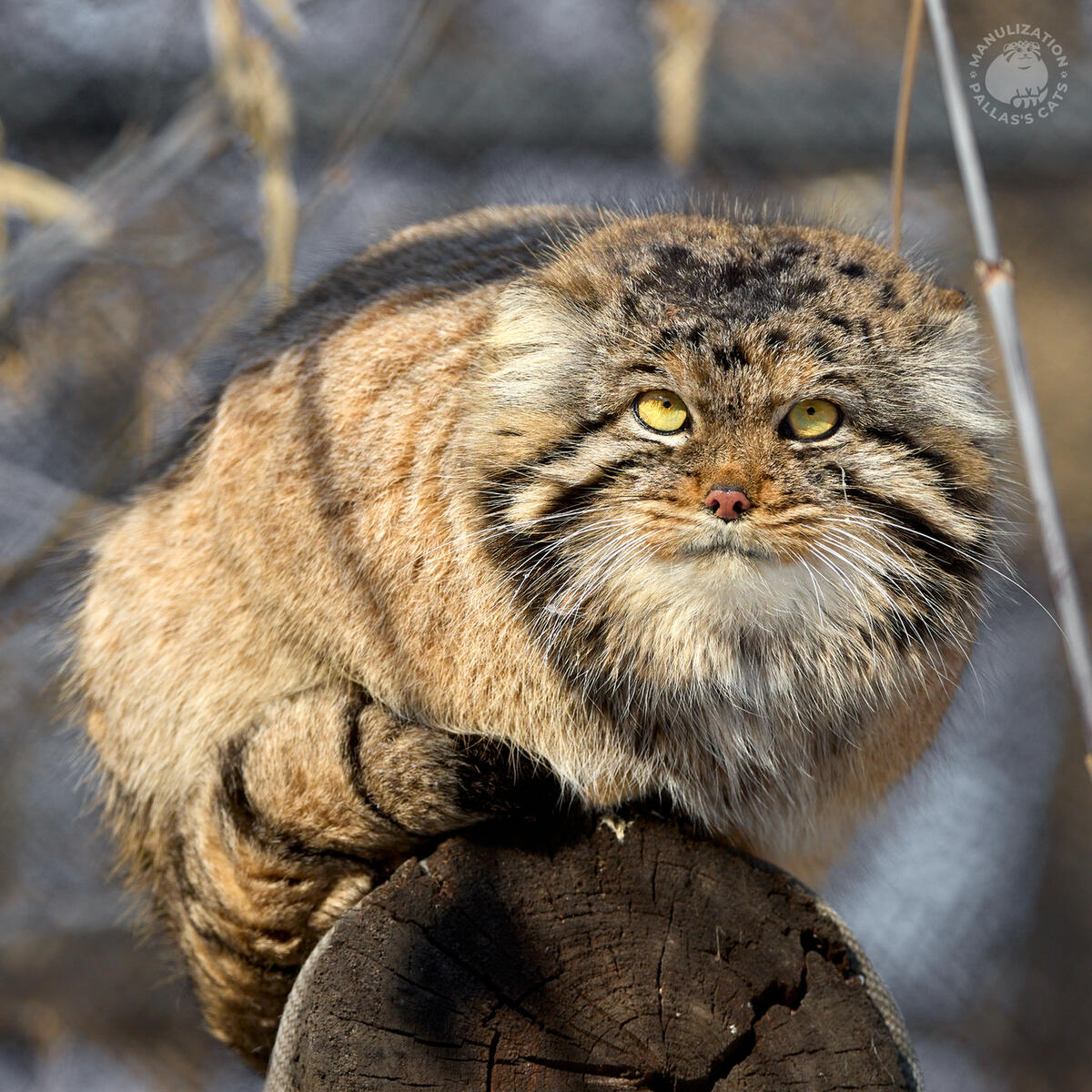 Happy International Women's Day! 🌷 • Manulization - Pallas's Cats
