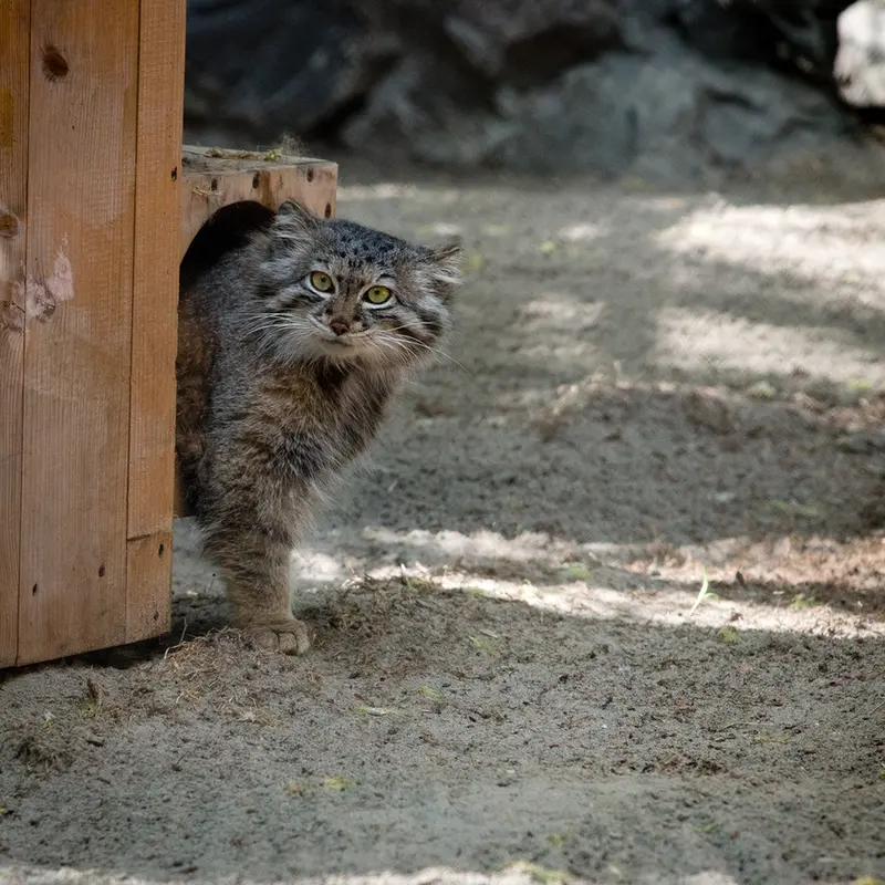 A photograph of Snezhana in Novosibirsk Zoo