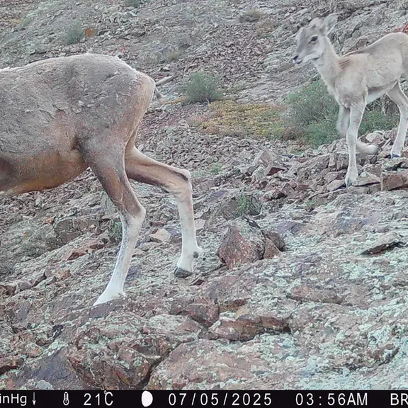 A photograph of Argali from Janator [new] camera trap