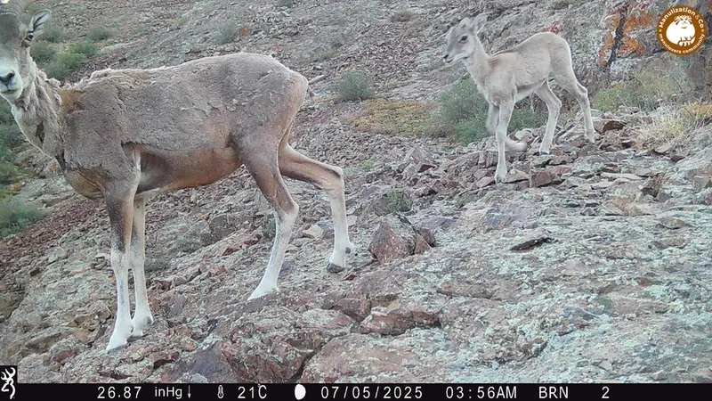 A photograph of Argali from Janator [new] camera trap