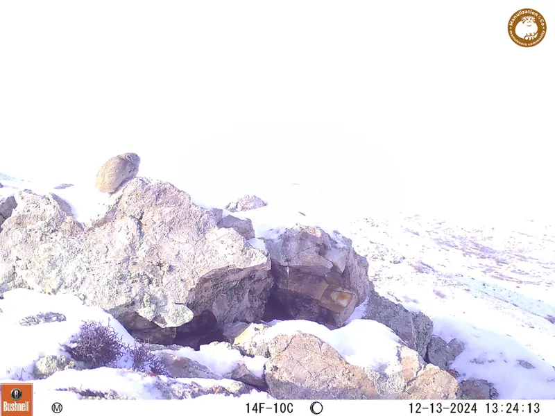 A photograph of Pika from Besshoky 1 camera trap