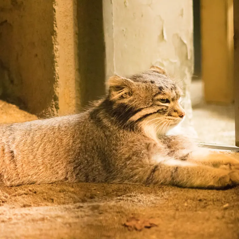 A photograph of Figa in Nogeyama Zoo