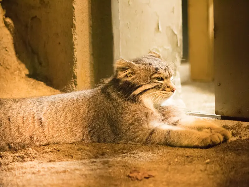 A photograph of Figa in Nogeyama Zoo