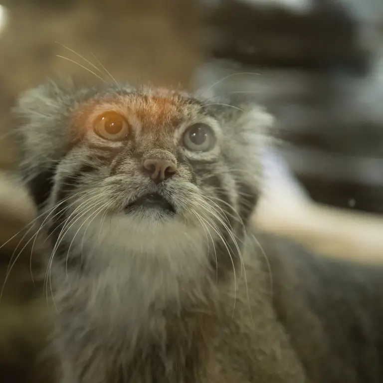 A photograph of Klyon in Ueno Zoological Gardens